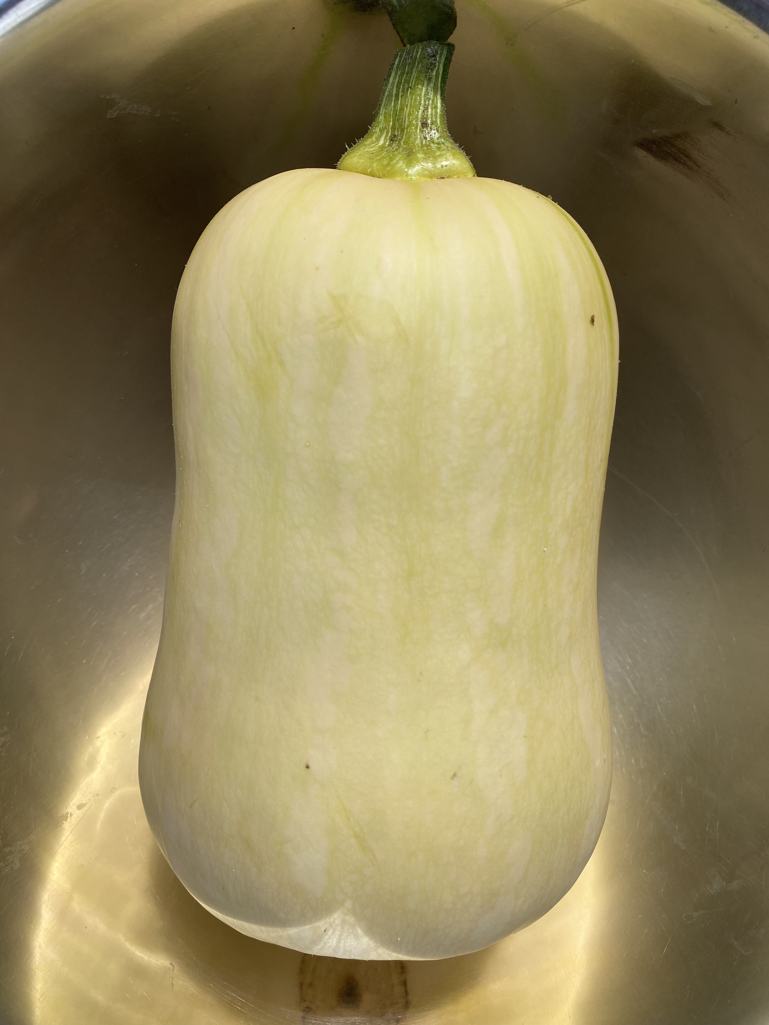 Courge butternut bio