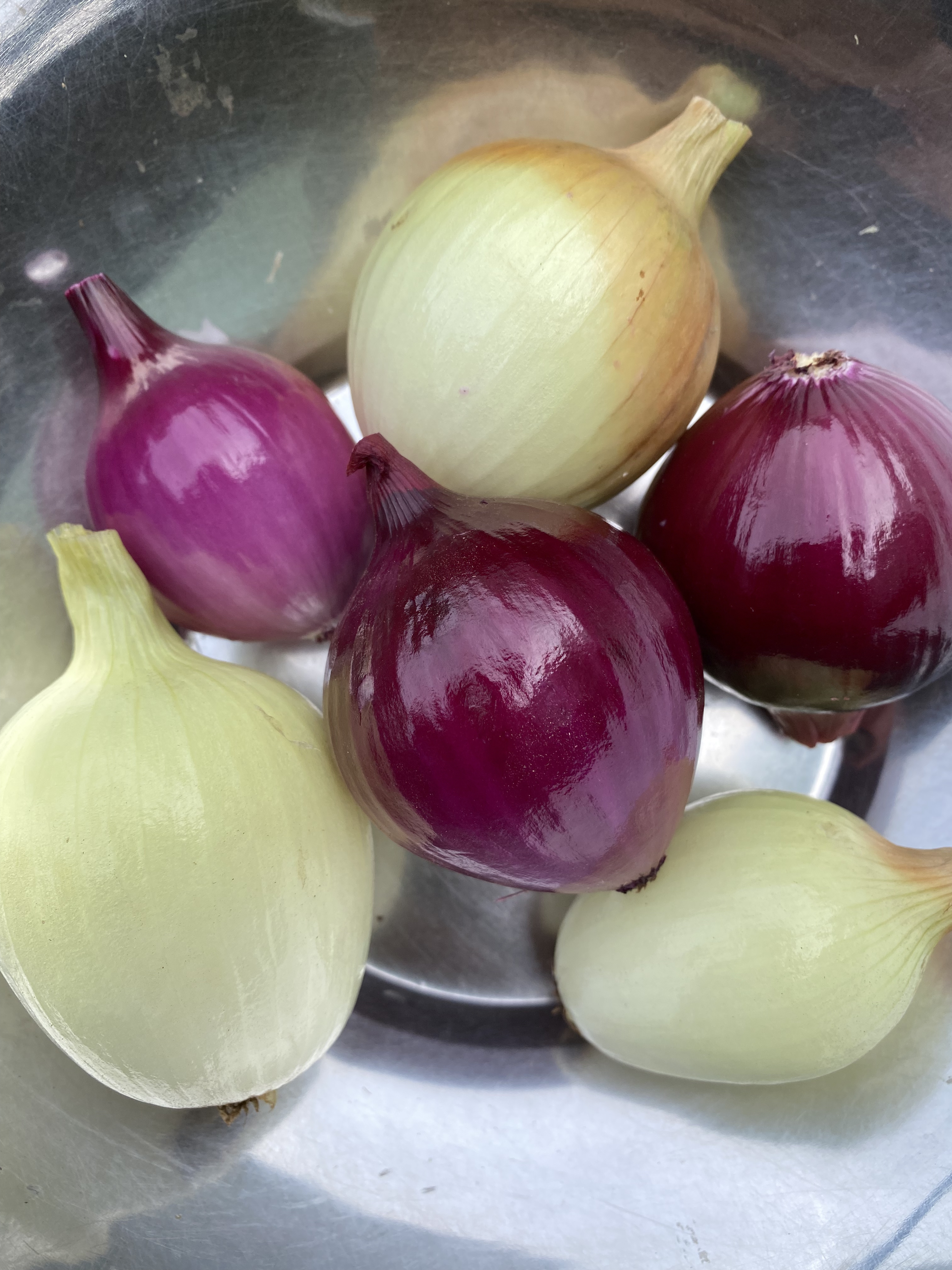 Oignons en mélange bio