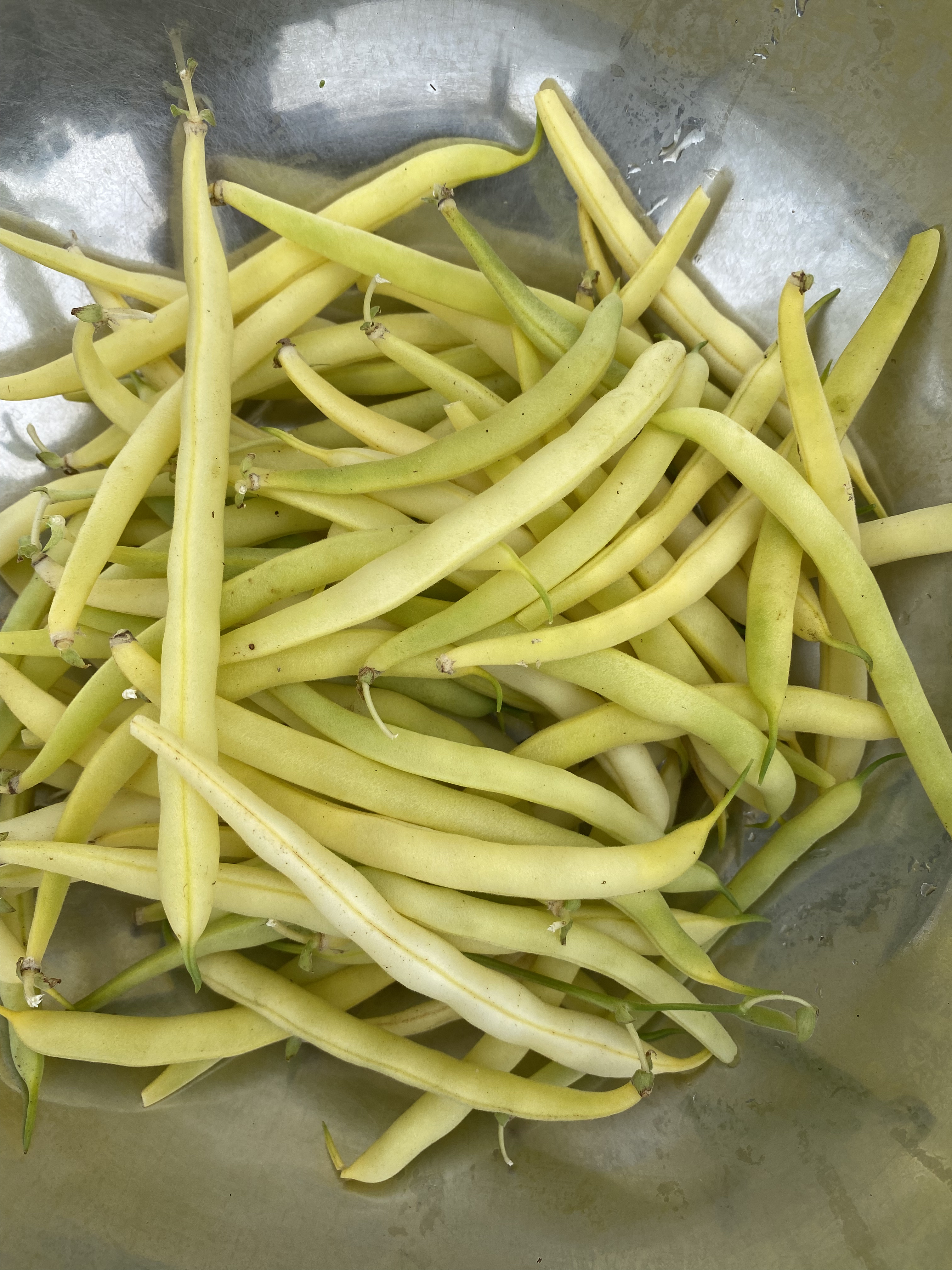 Haricot jaune bio