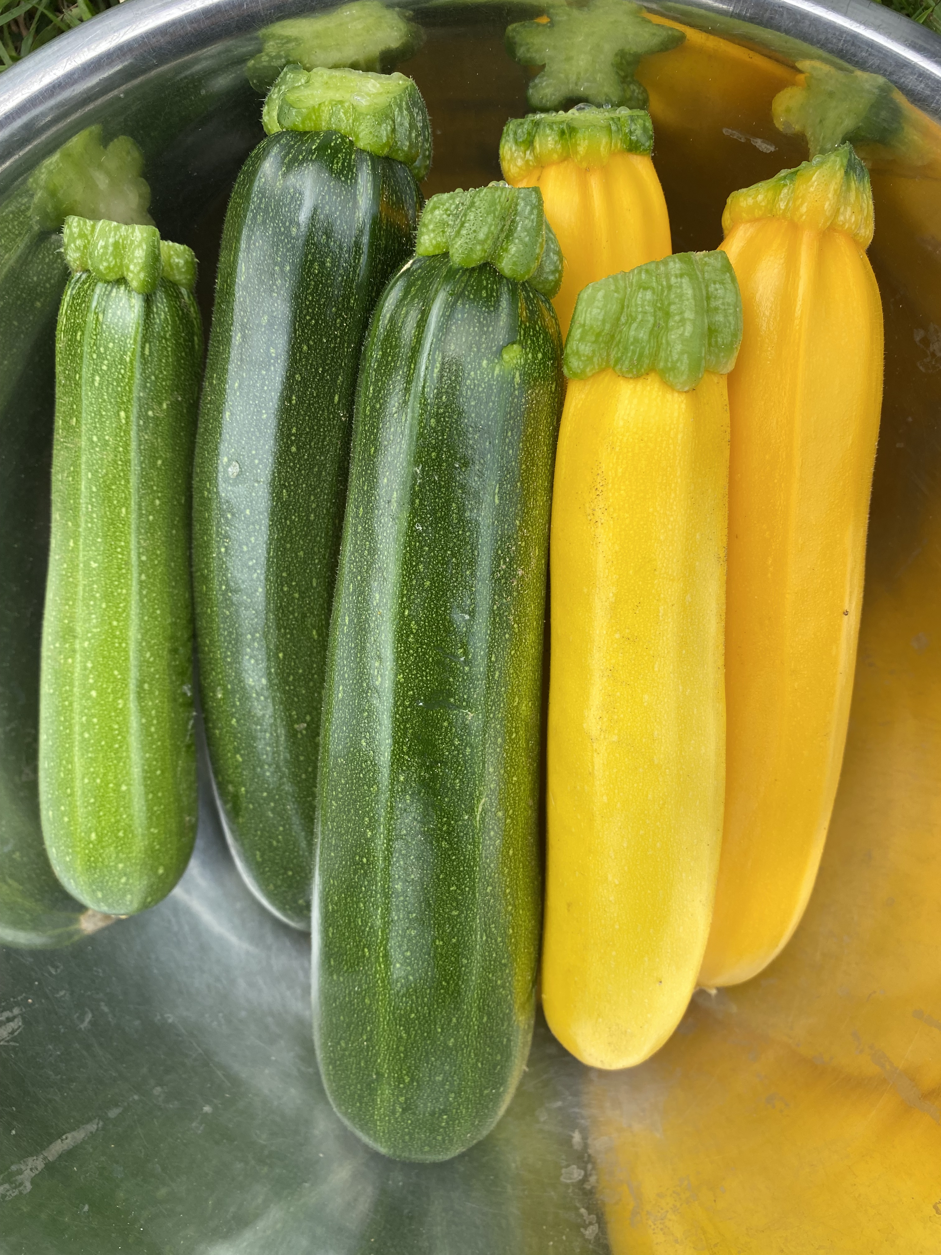 Zucchini bio (vert et/ou jaune)
