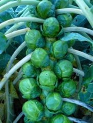 Choux de Bruxelles bio