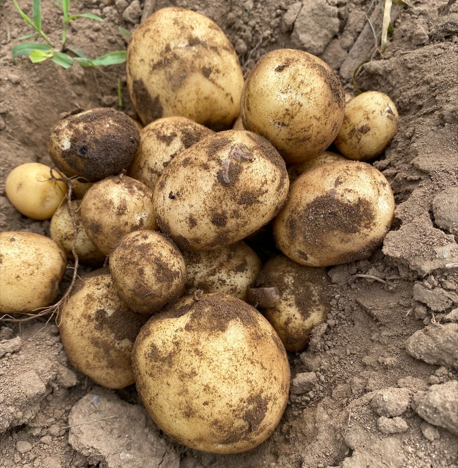 Pomme de terre blanche bio