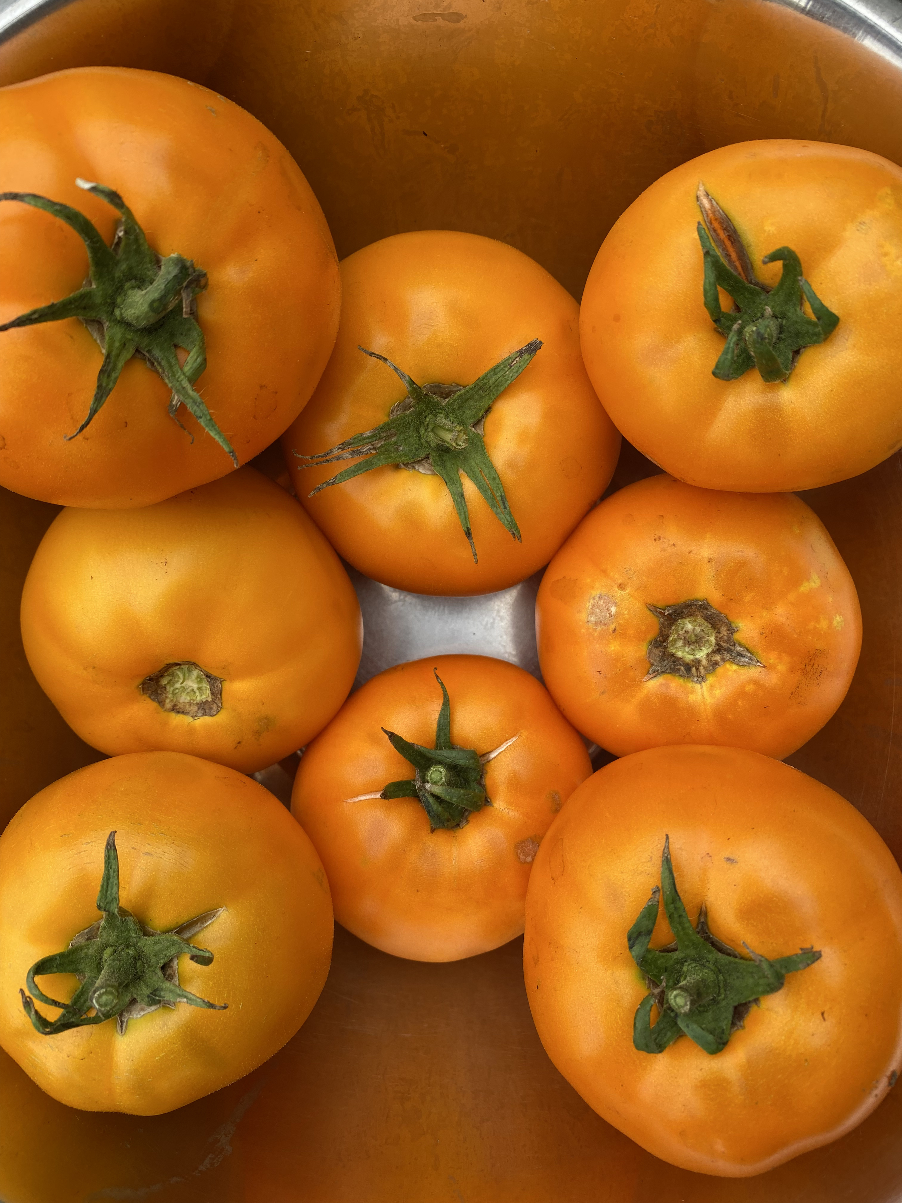 Tomate jaune bio
