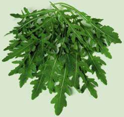Roquette fraîche lavée bio