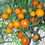 Miniature : Tomate cerise jaune - "Sun Sugar" -  Yellow cherry tomato