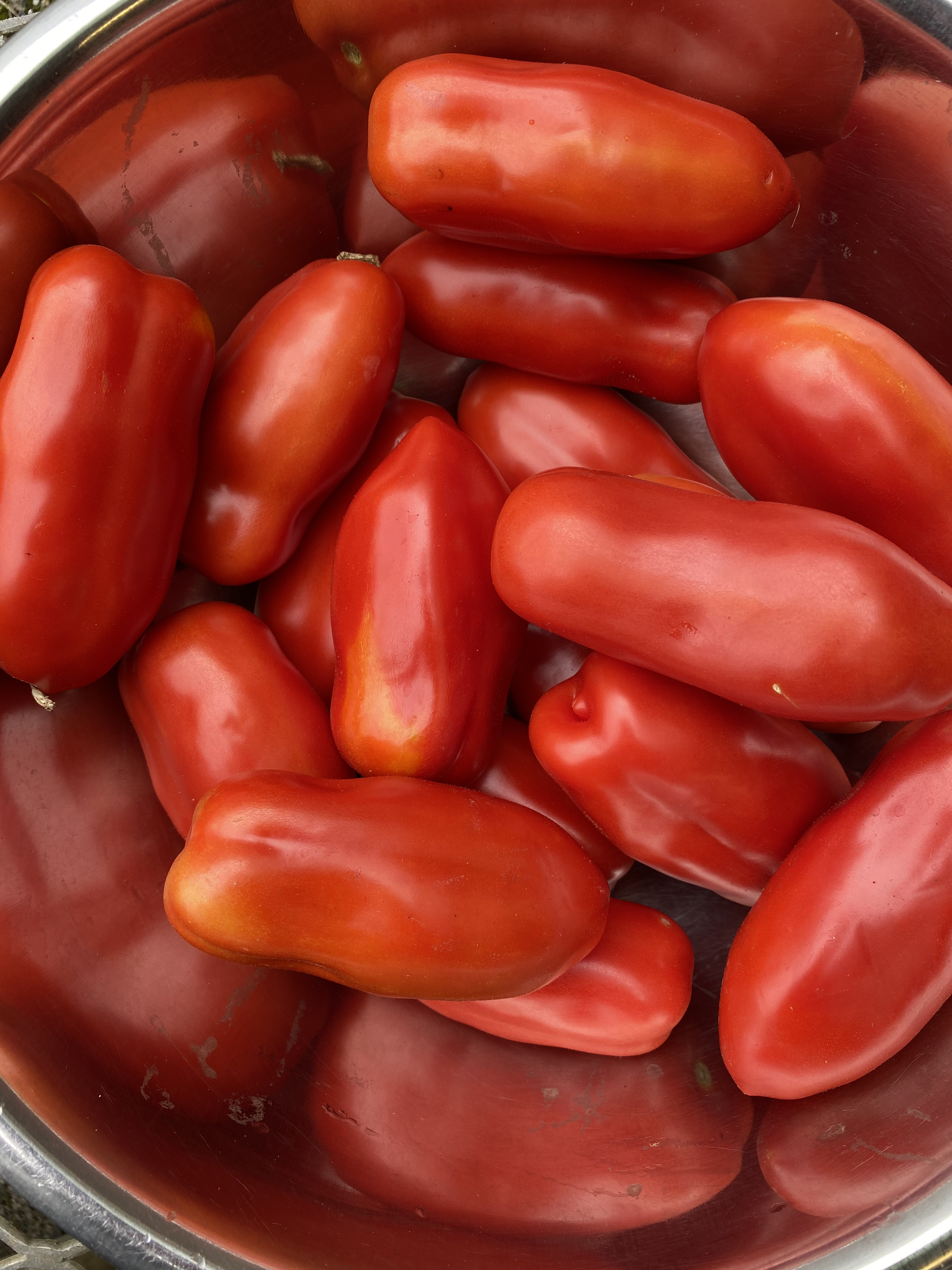 Tomate italienne San Marzano bio