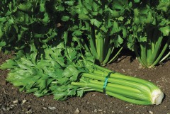 Céleri bio