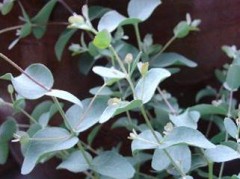 Eucalyptus Silver Drop