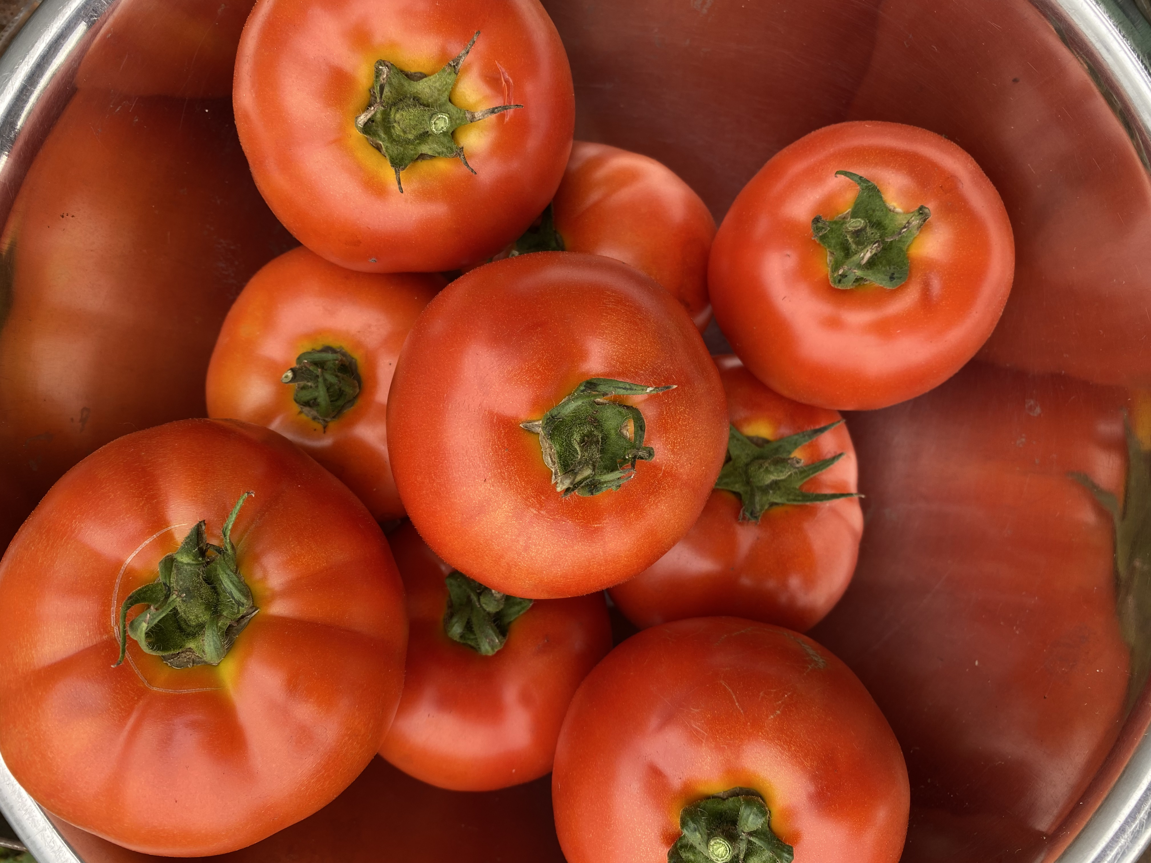 Tomate rouge bio