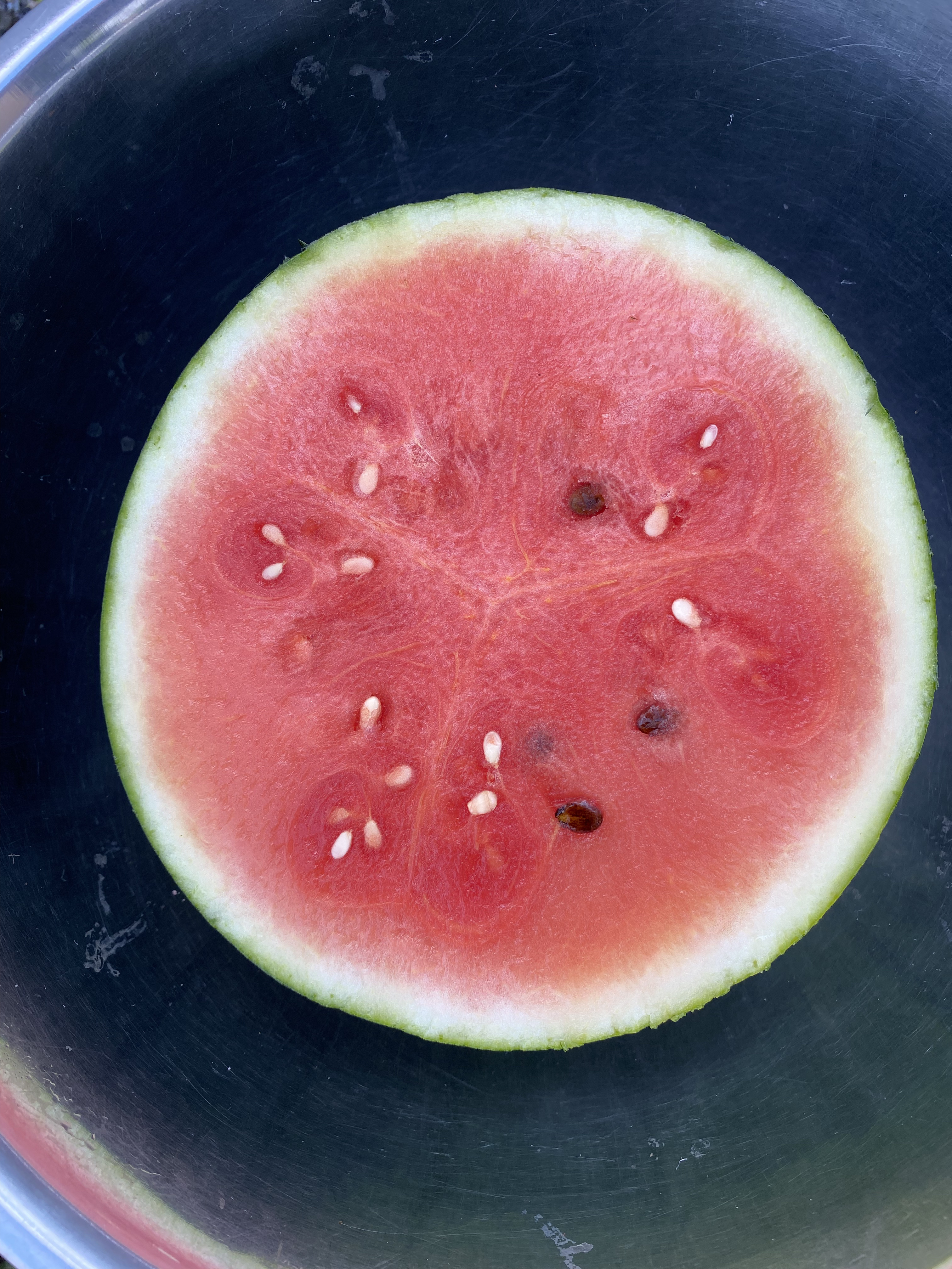 Melon d'eau Sugar Baby bio