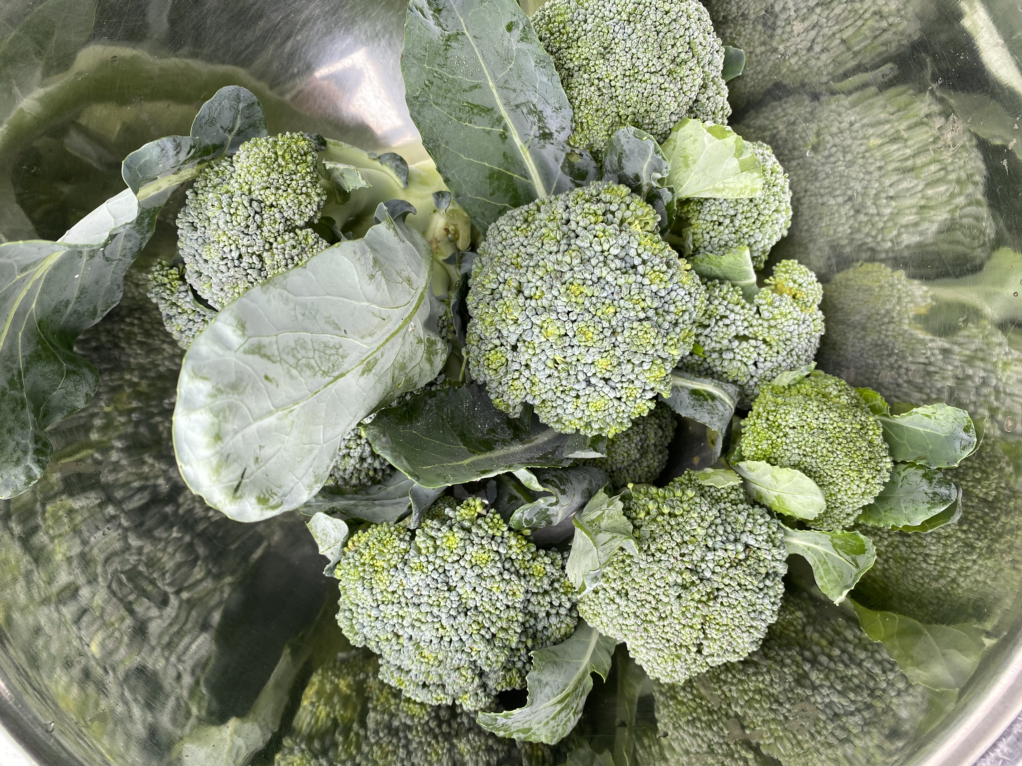 Brocoli bio