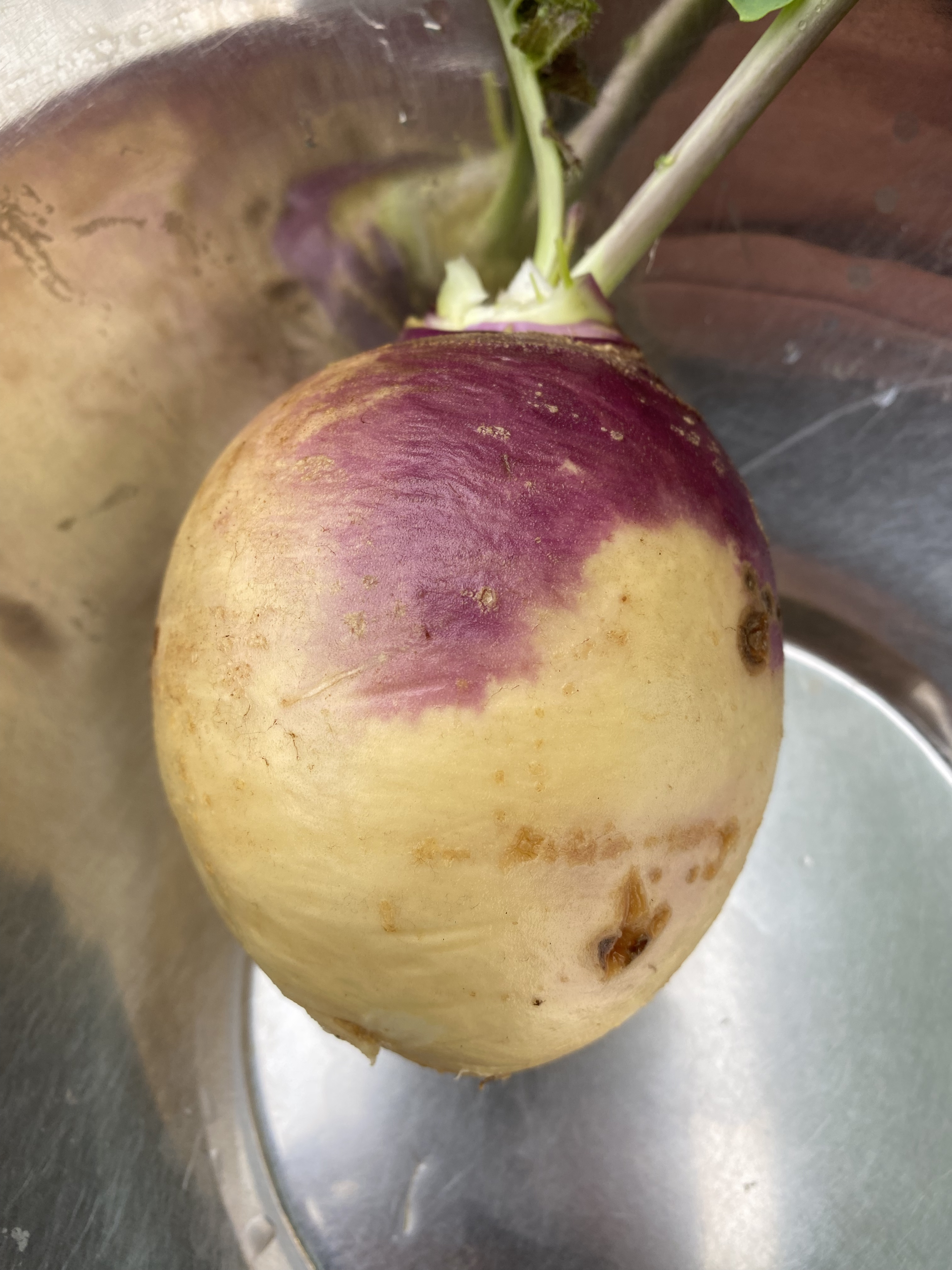 Rutabaga frais bio