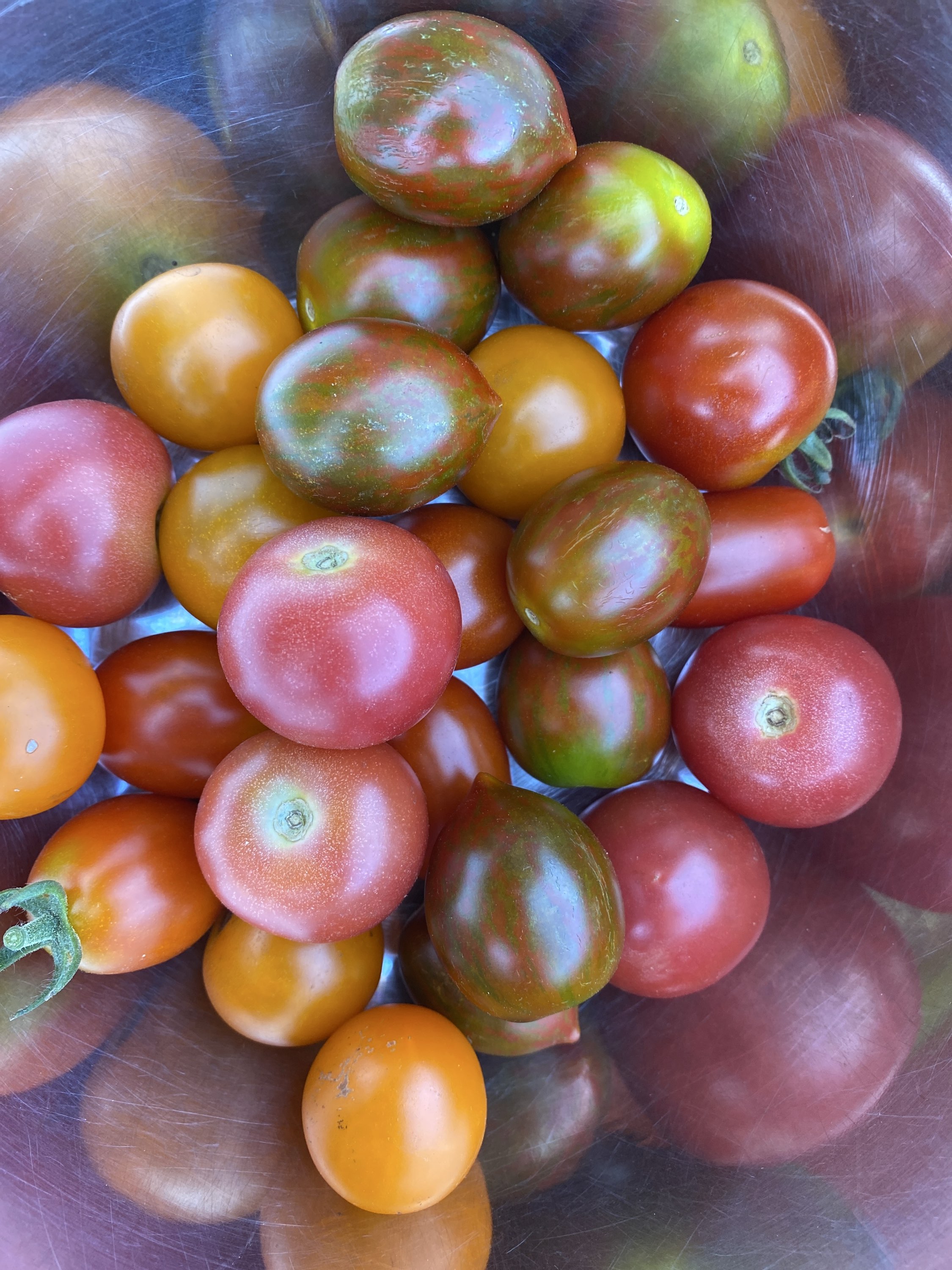 Tomate cerise en mélange bio