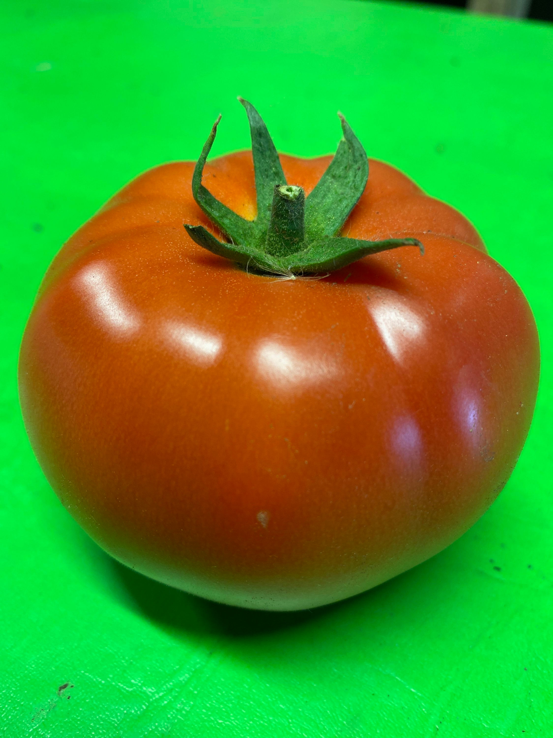 Tomate rose bio