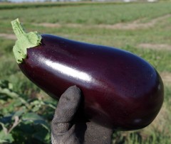 Aubergine bio