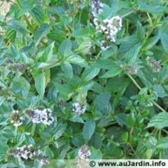 Menthe fraîche bio