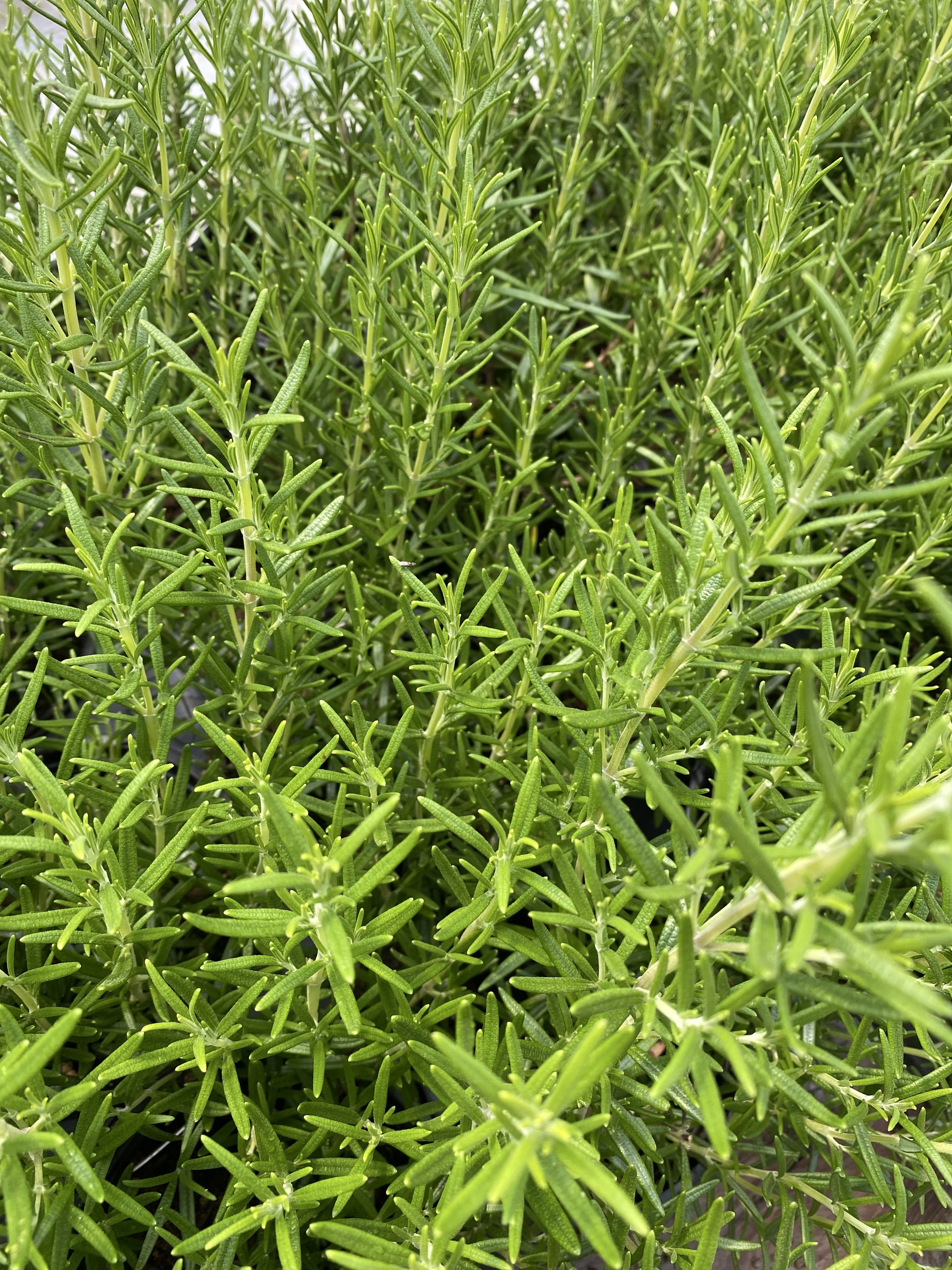 Romarin frais bio