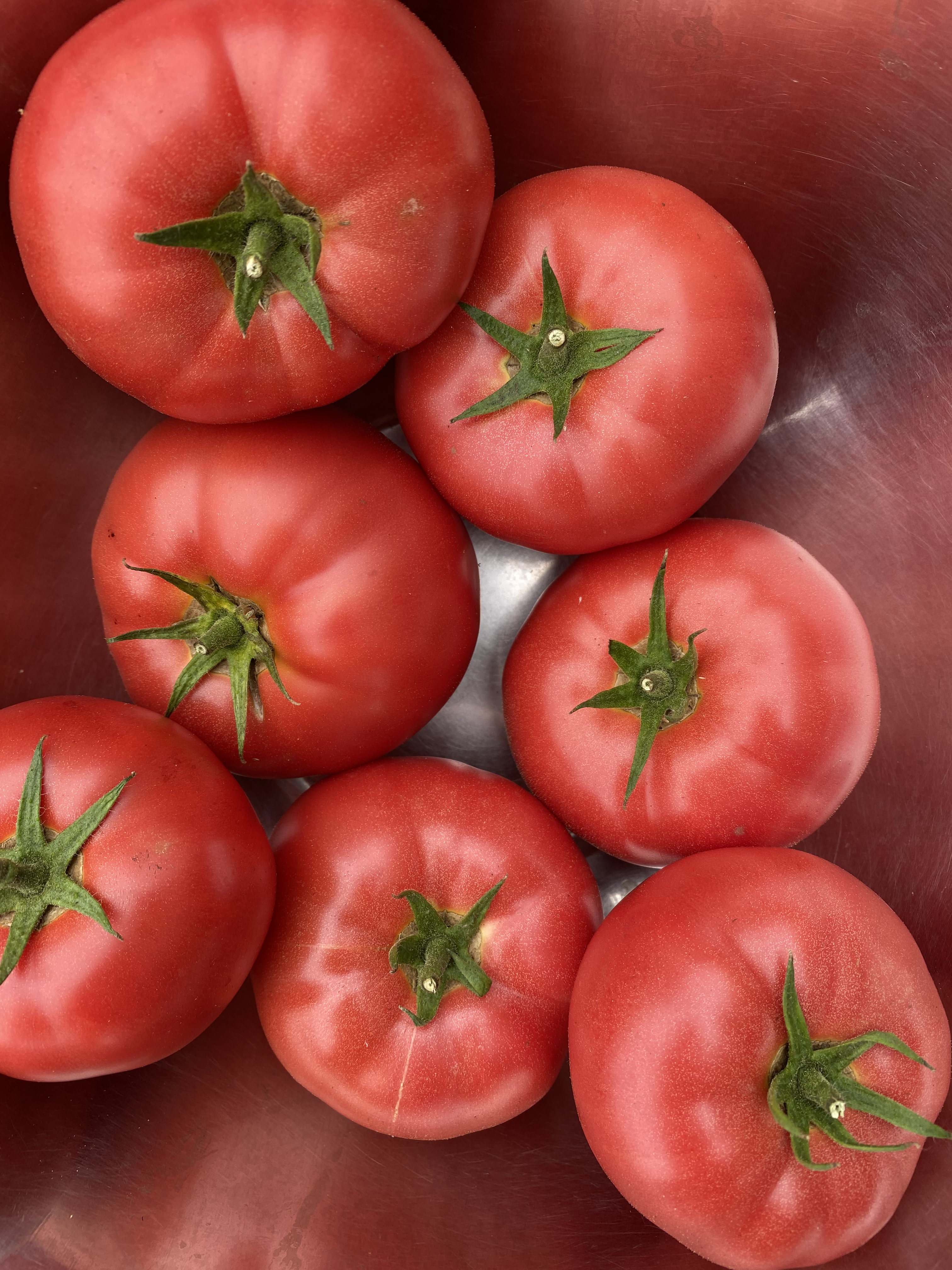 Tomate rose bio
