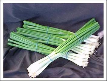 Oignon vert bio format petit-moyen