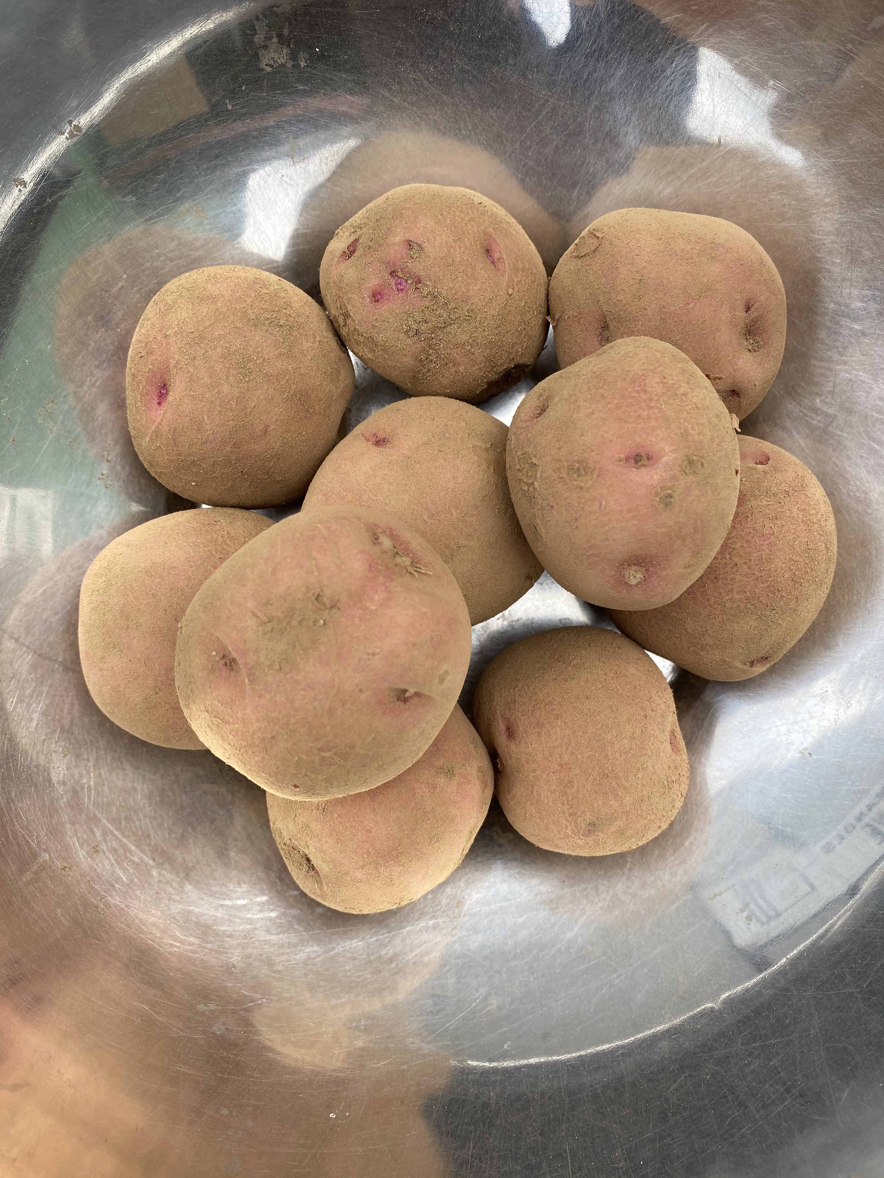 Pomme de terre rouge bio - red potatoes