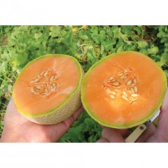 Cantaloup bio
