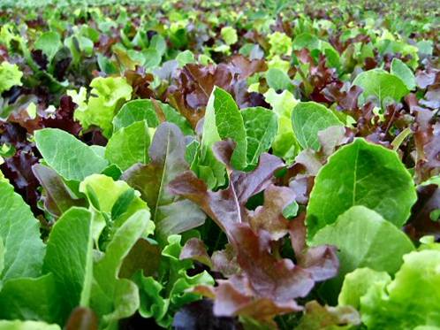 Mesclun bio lavé