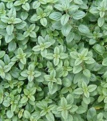 Origan frais bio