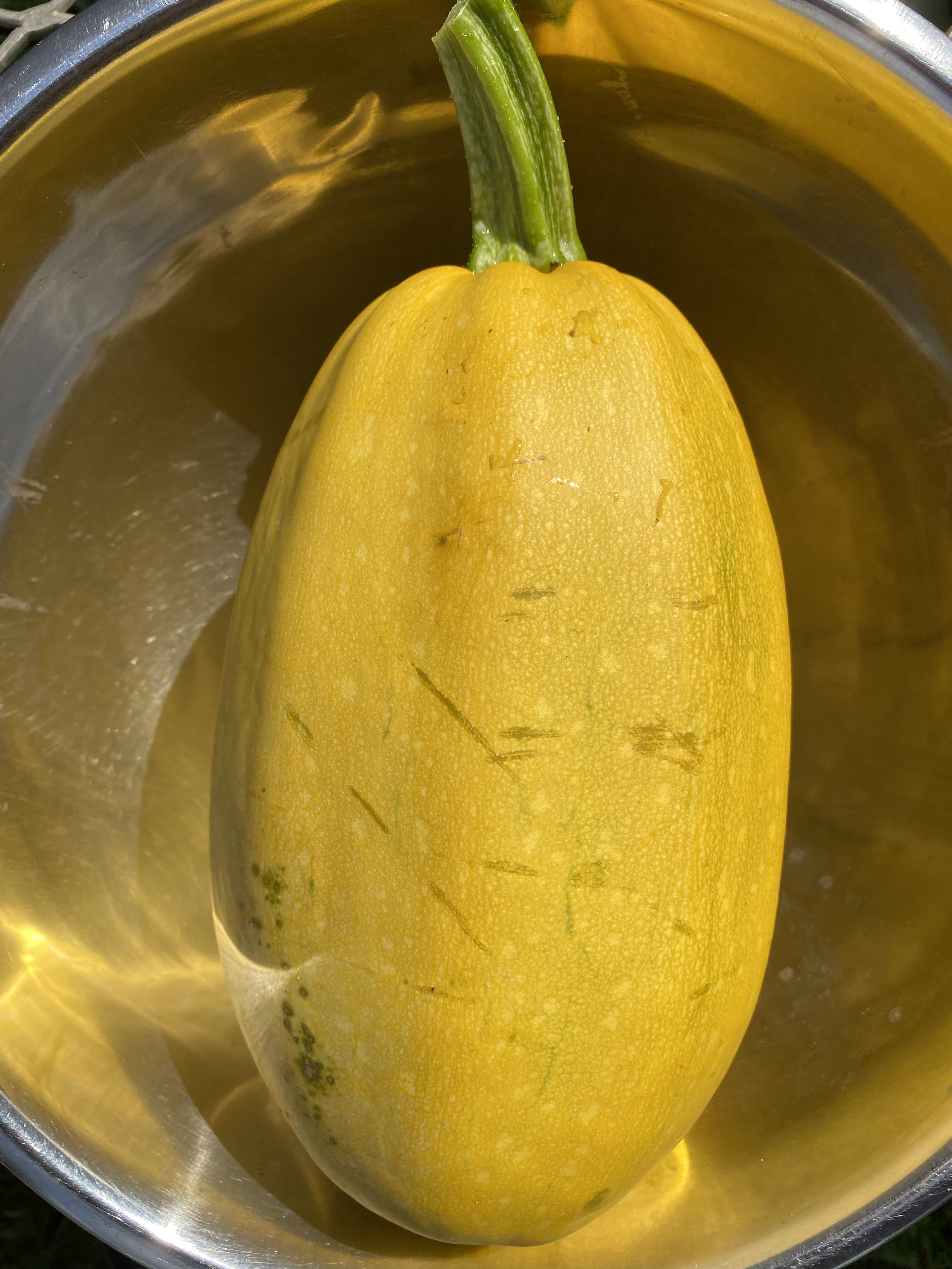 Courge spaghetti bio