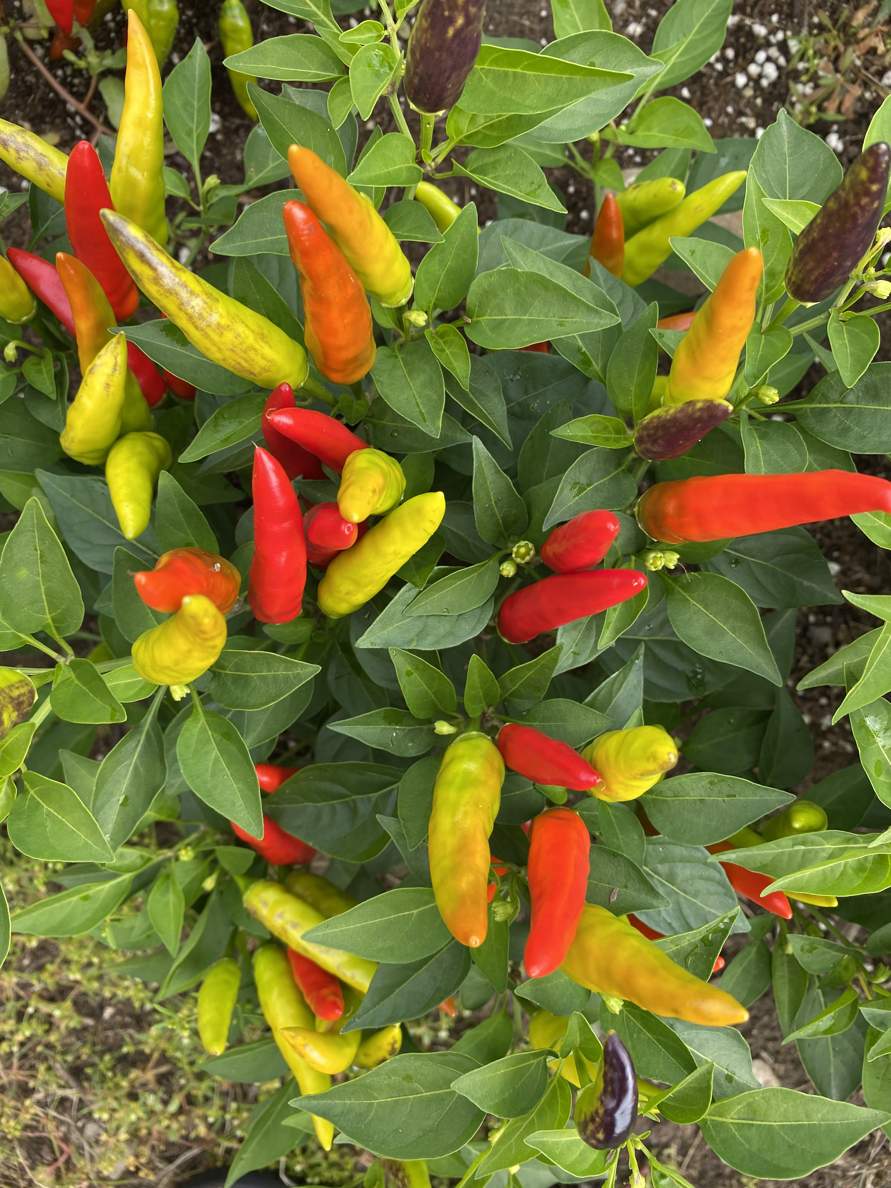 Piment fort Red Hot Chili bio