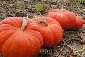 Citrouille Rouge Vif d’Estampes (potiron)bio