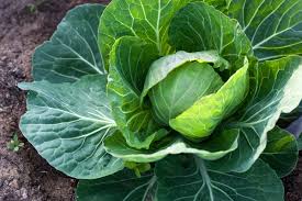 Chou vert bio