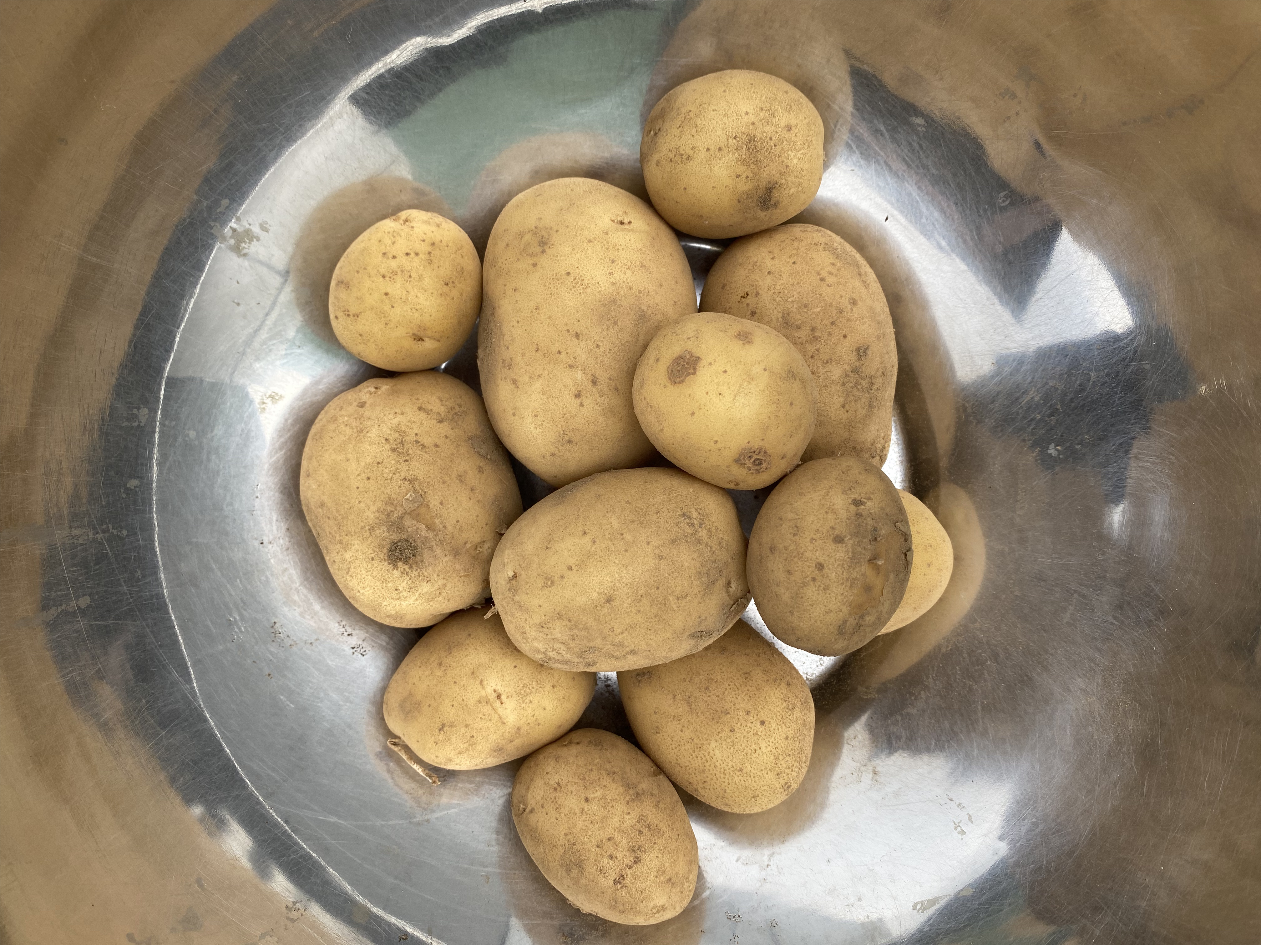Pomme de terre Yukon Gold - Yukon Gold potatoes