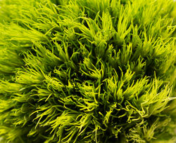 _D1A0024_crop