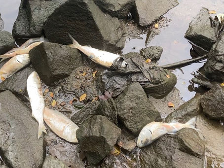 Why Are Schools of Fish Dying in the Bronx?