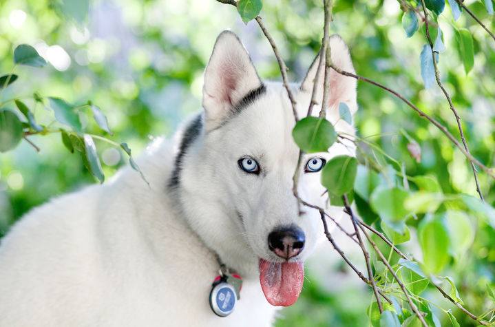 White Husky with blue eyes peering through green leaves 