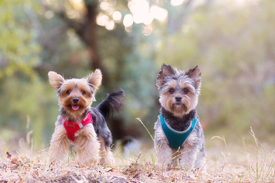 Julie Weisberg Photography, dog portrait, 2 Yorkies
