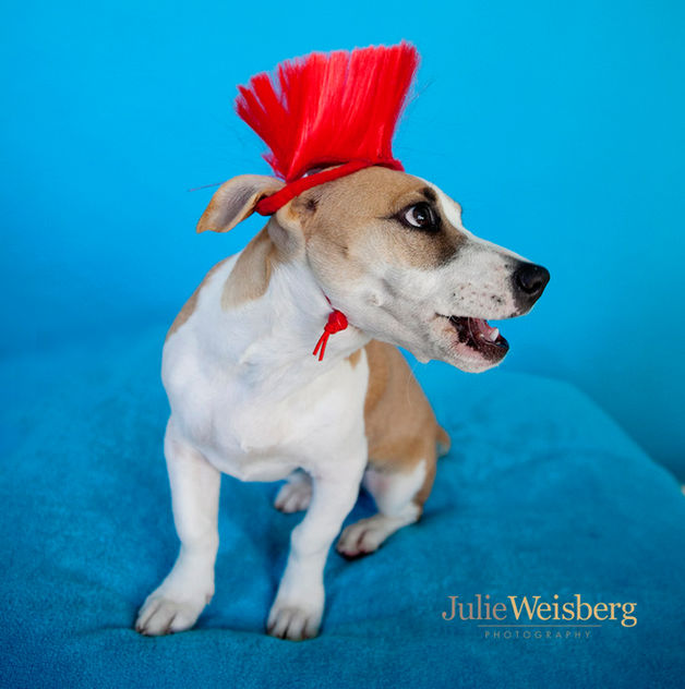 Julie Weisberg Photography, Julie Weisberg Pet Photographer
