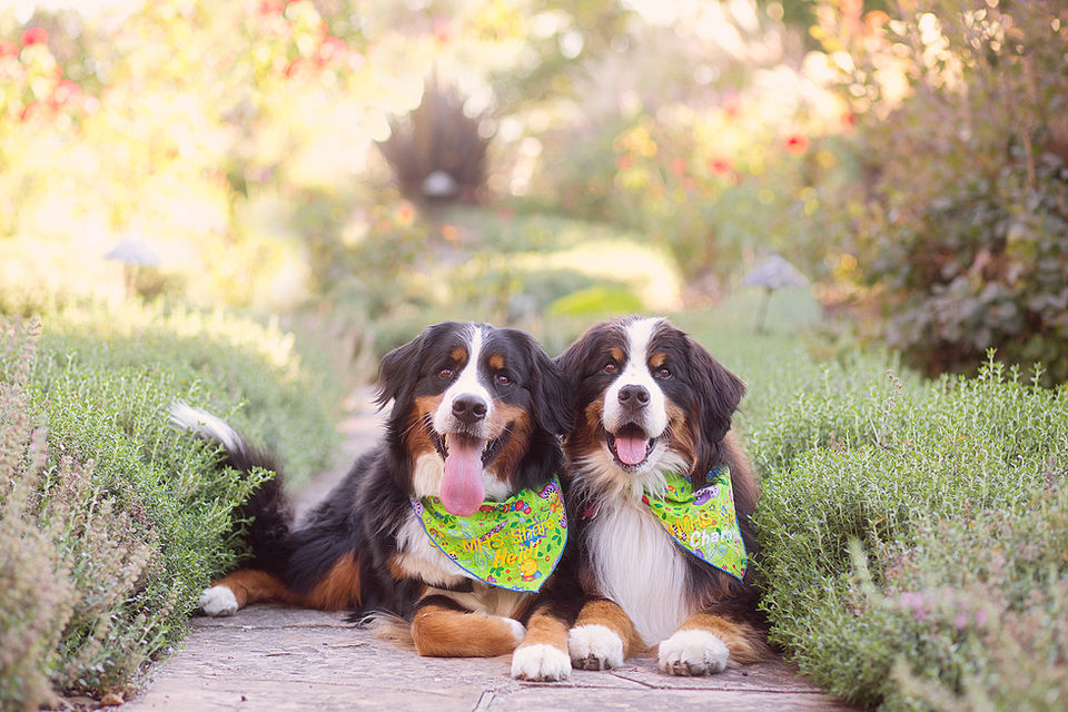Julie Weisberg Photography, dog portrait, 2 Bernese Mountain Dogs Laying Down