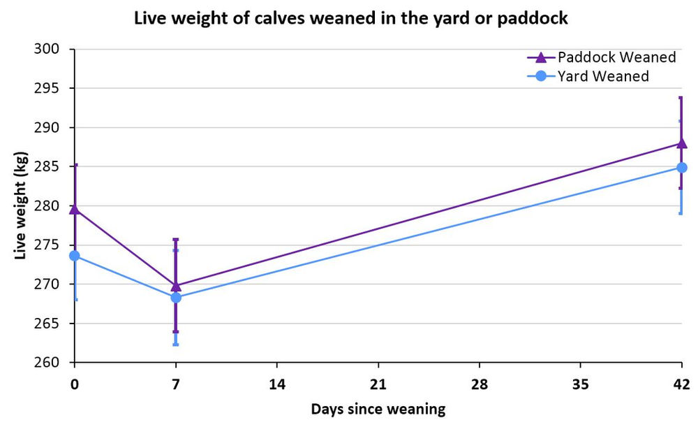 Were there benefits to yard weaning beef calves? The AgriSciencer