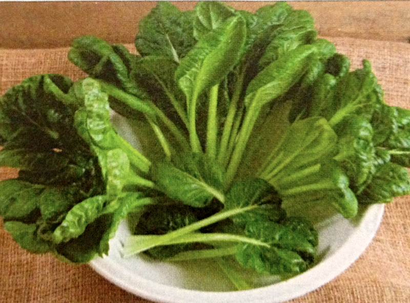 Tatsoi