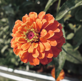 zinnias