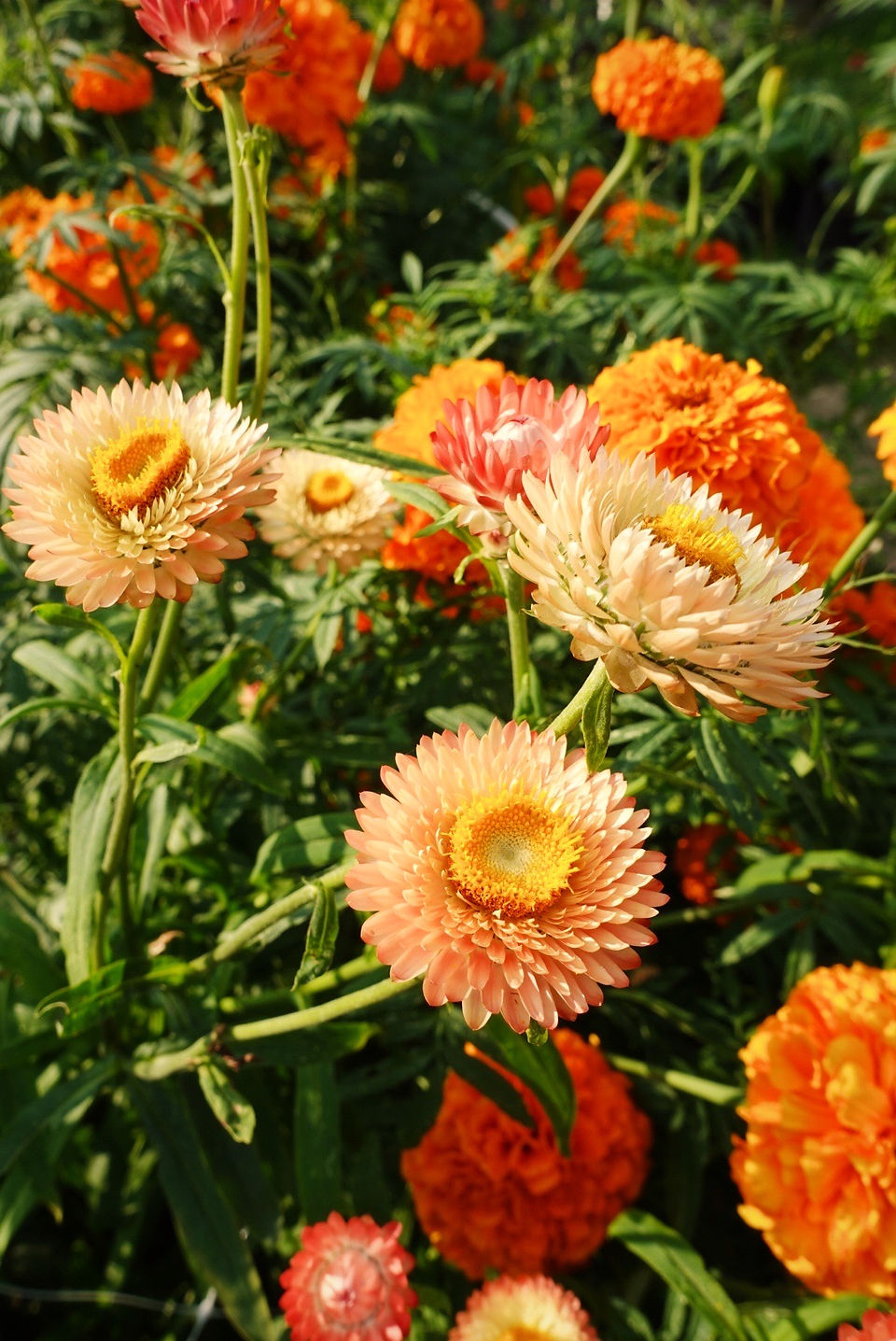 strawflowers
