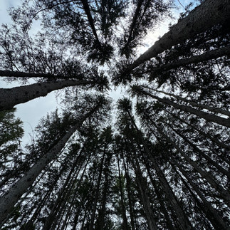 Trees in the backyard