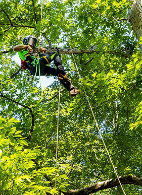 Arborist In Tree