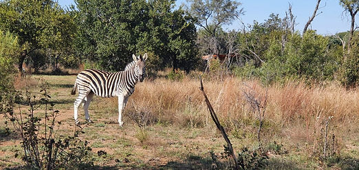 zebra.jpeg