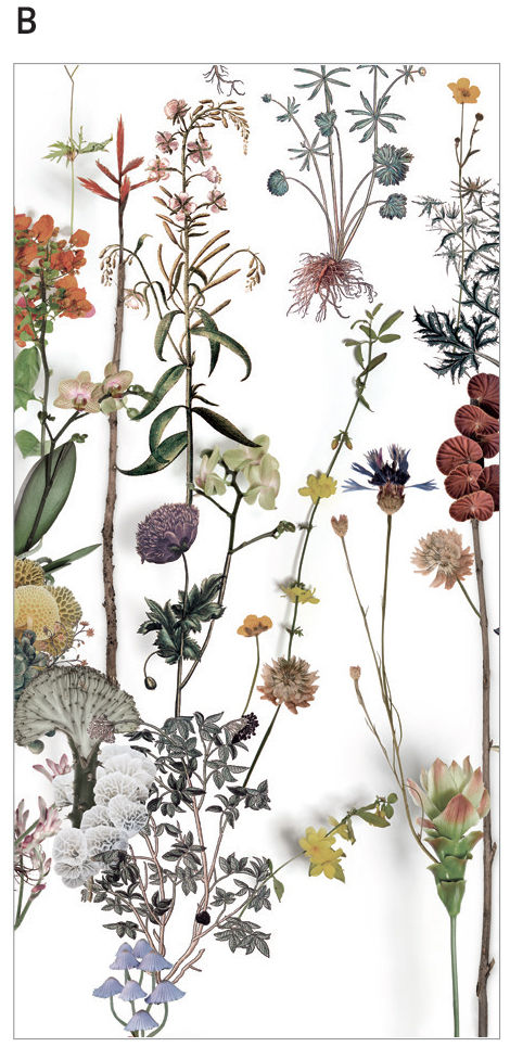 Thumbnail: Papier41 Lux Franz