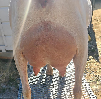 Connie- 1 YR rear clipped.jpg