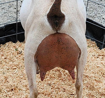 Karat 2 yr old rear.jpg