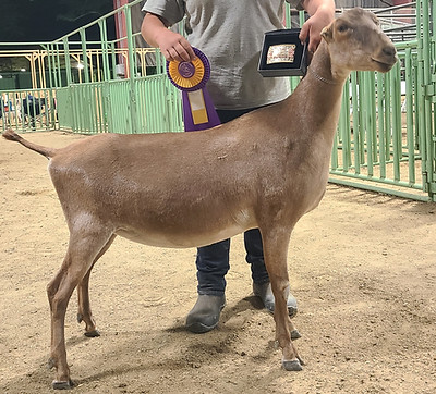 Dusty- 1 YR.jpg