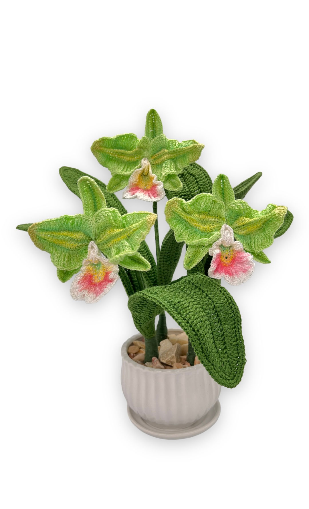 סחלב אומנותי מסוג קטליה בגוון ירוק